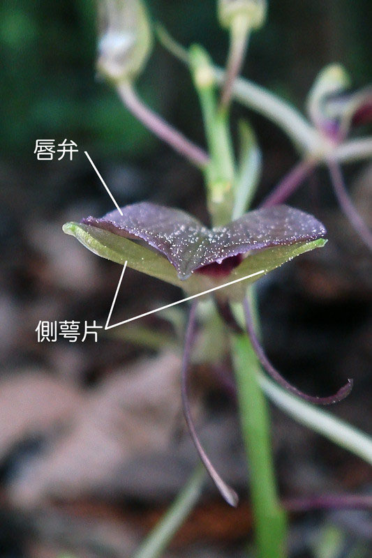 スズムシソウ - 野山に自然に咲く花のページ