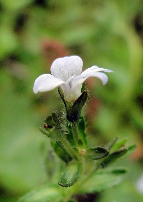 ヒメクワガタ 野山に自然に咲く花のページ