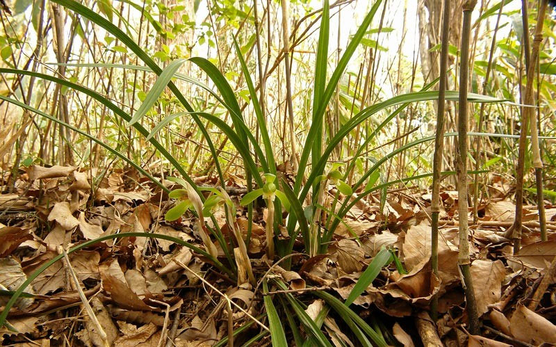 【天然野生の春蘭＊花芽9個の超巨大優良株/根が頑丈で抜群！】シュンラン＊日本春蘭 野性味たっぷり。けなげな美しさ、シュンラン（春蘭）。 | Let's
