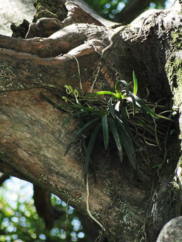 フウラン - 野山に自然に咲く花のページ