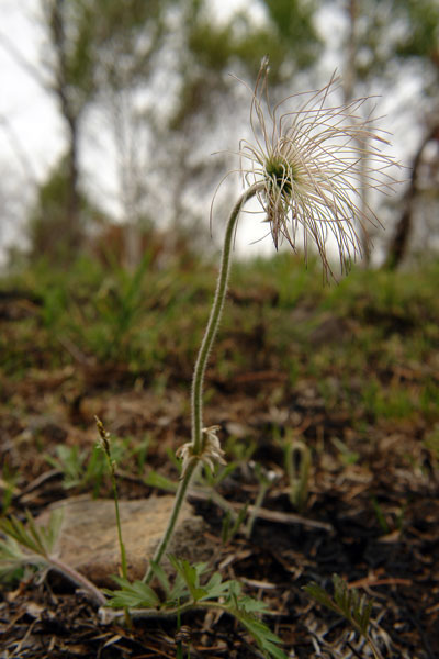 オキナグサ 野山に自然に咲く花のページ