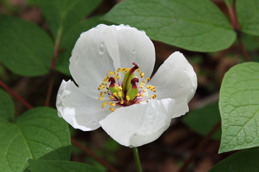 5 16 覗きまくり 野山に自然に咲く花のページ