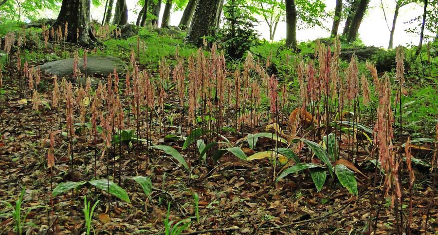 サイハイラン 野山に自然に咲く花のページ