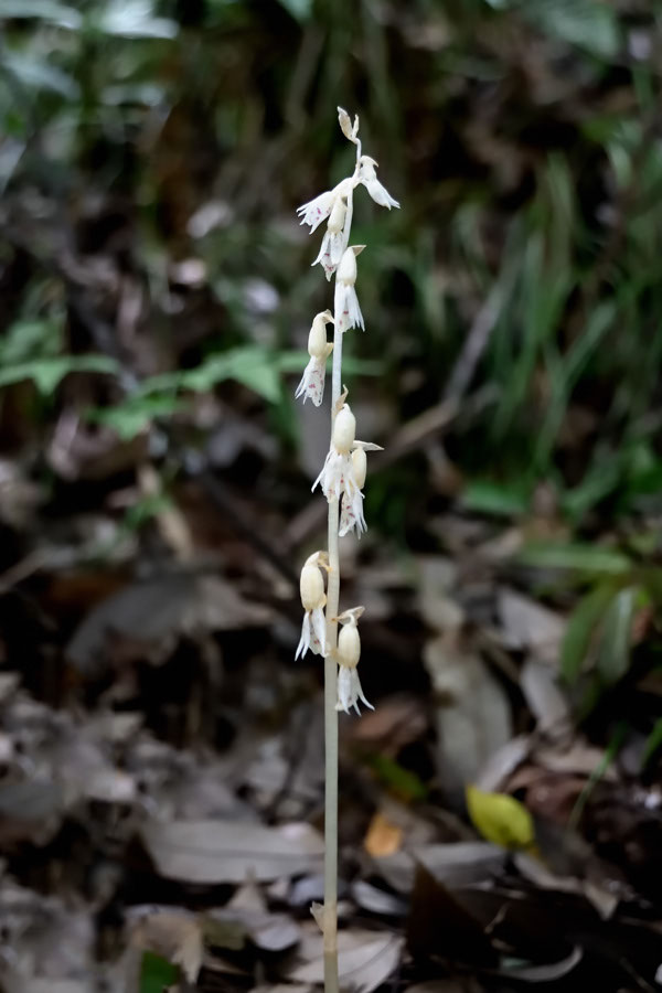 7 2 お久しぶり タッシ 野山に自然に咲く花のページ 7 2 お久しぶり タッシ 野山に自然に咲く花のページ