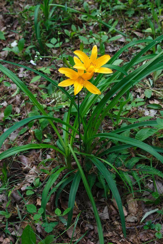 5 4 キンラン輝く府中の里山 野山に自然に咲く花のページ