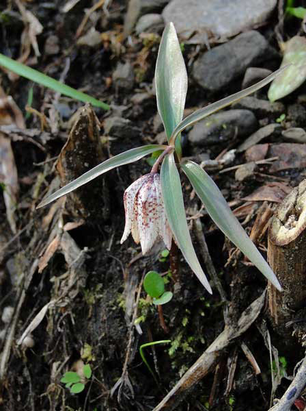 ミノコバイモ - 野山に自然に咲く花のページ ミノコバイモ - 野山に自然に咲く花のページ