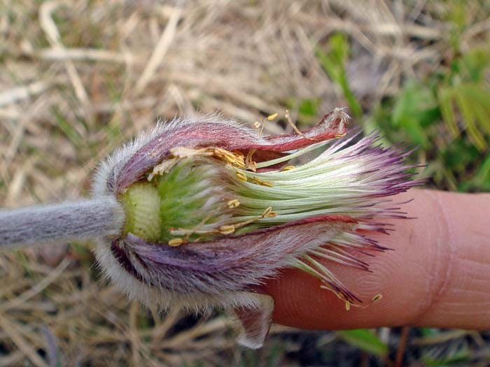 オキナグサ 野山に自然に咲く花のページ