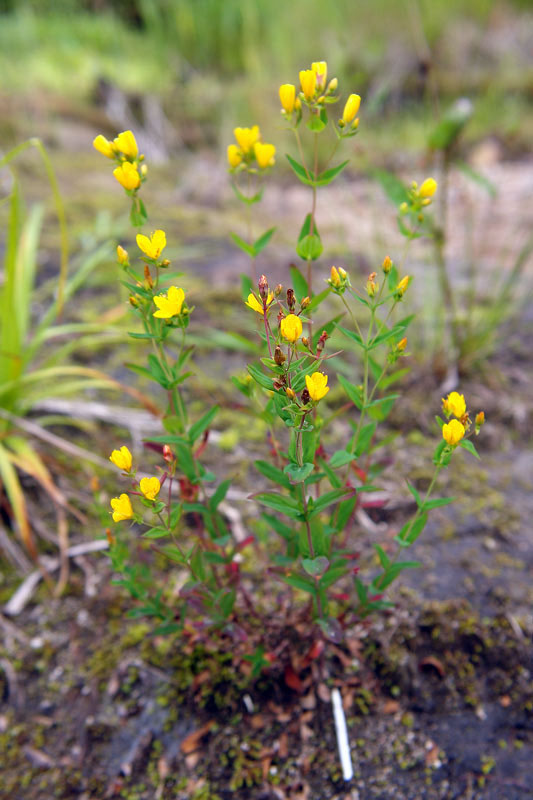 8月5日〜8日　　　　野反湖　百花繚乱（その2）　　　　　2/7