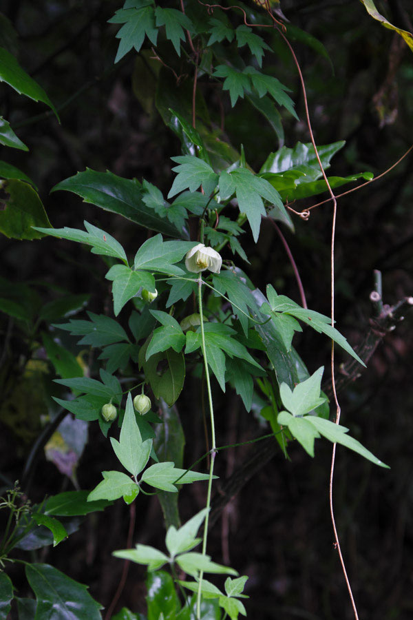 シロバナハンショウヅル 野山に自然に咲く花のページ