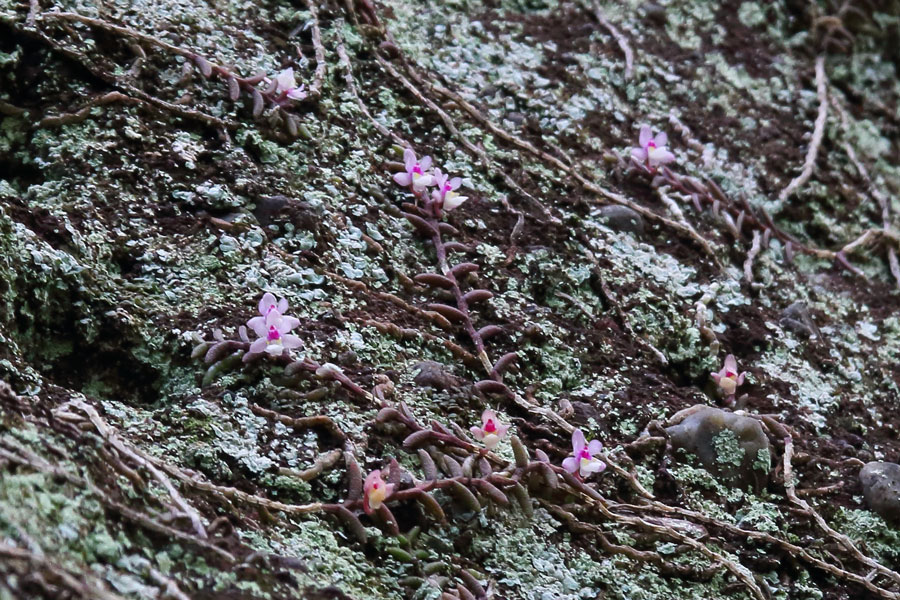 水*◆様 白花ムカデランＣ　野生ラン　山野草 水*◇様 白花ムカデランC 野生ラン 山野草