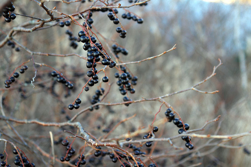 山採り　コバノガマズミ　ナツハゼ　混合株 楽天市場】ナツハゼ 株立ち 2.5m 露地 苗木 : トオヤマグリーン