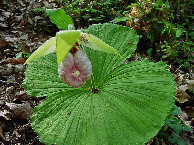 クマガイソウ 野山に自然に咲く花のページ クマガイソウ 野山に自然に咲く花のページ