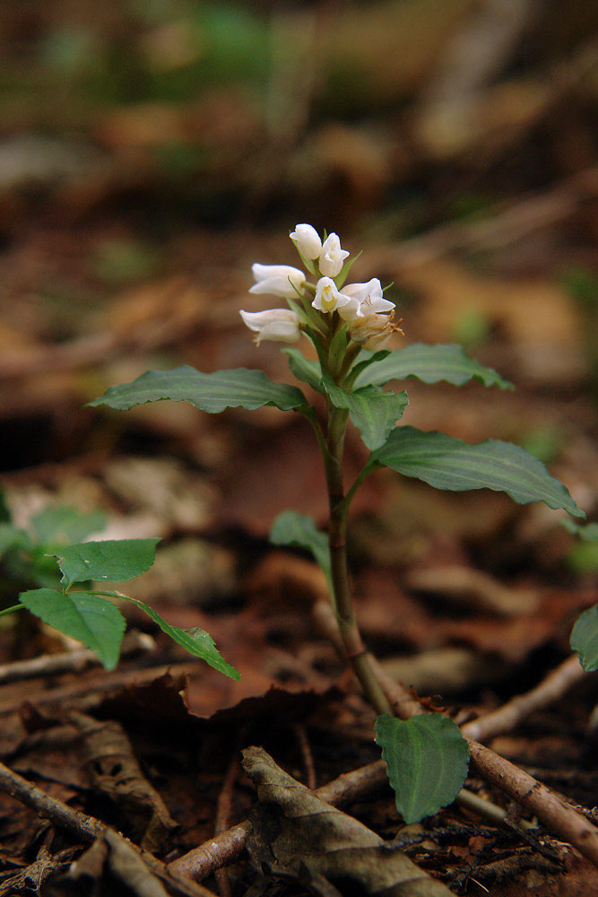 アケボノシュスラン - 野山に自然に咲く花のページ