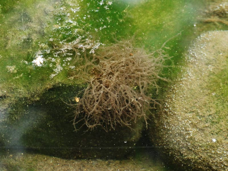 3 足利のニホンカワモズク 野山に自然に咲く花のページ 3 足利のニホンカワモズク 野山に自然に咲く花のページ