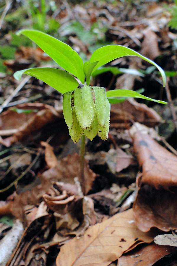 コシノコバイモ 野山に自然に咲く花のページ