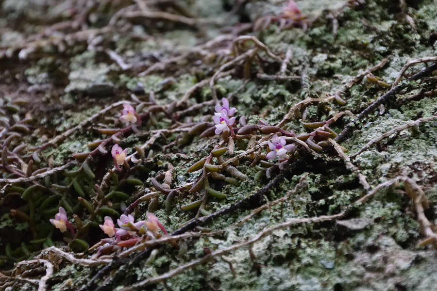 メ*0様 白花ムカデランＡ　野生ラン　山野草 b*e様 白花ムカデランA 野生ラン 山野草 - メルカリ