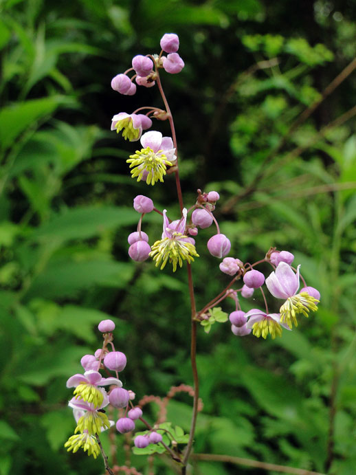 シキンカラマツ 野山に自然に咲く花のページ
