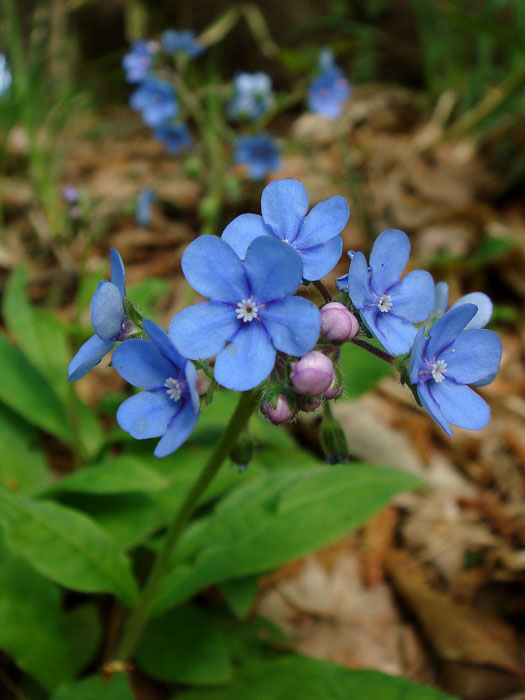 高評価アイテム 瑠璃草 花苗 山野草 ガーデニング 青花 草盆栽