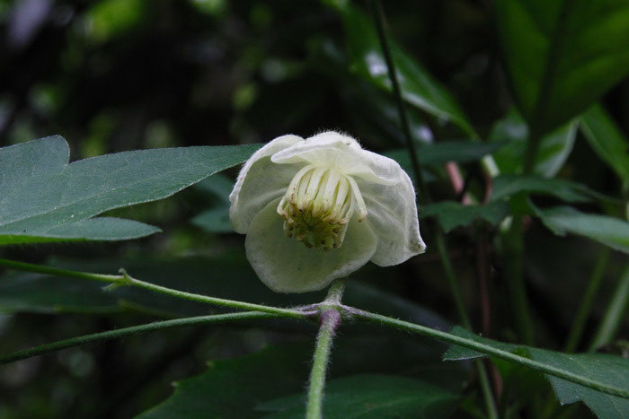 シロバナハンショウヅル 野山に自然に咲く花のページ