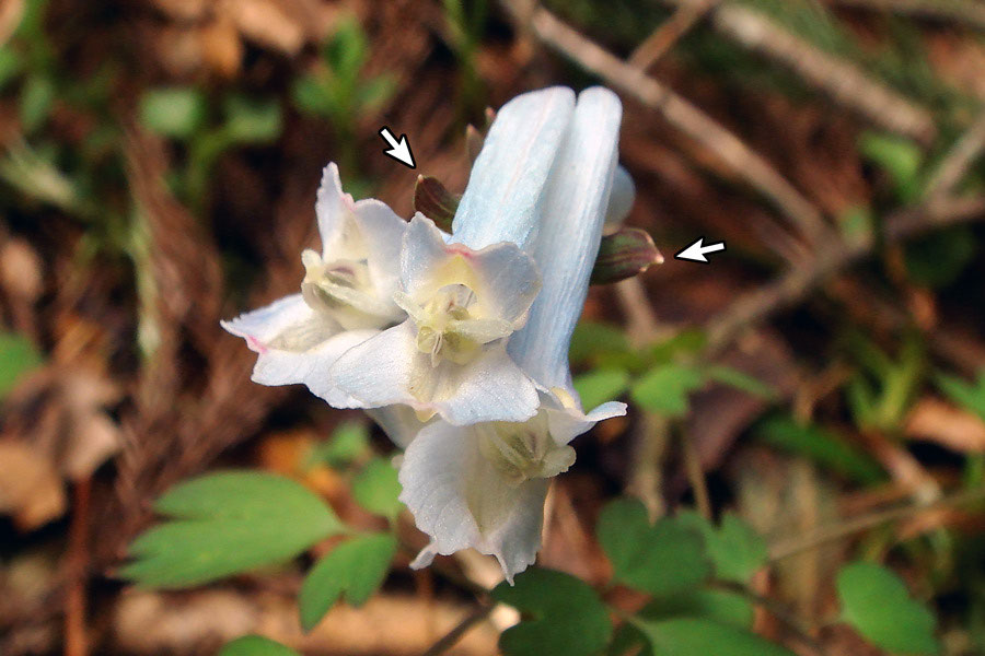 野山に自然に咲く花のページ