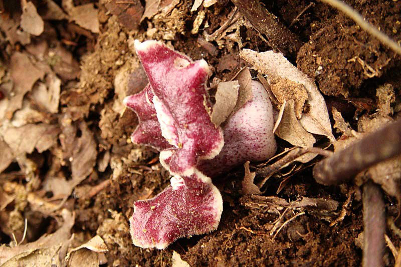 タマノカンアオイ - 野山に自然に咲く花のページ タマノカンアオイ - 野山に自然に咲く花のページ
