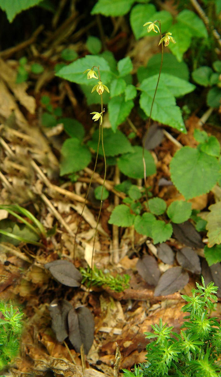 コイチヨウラン - 野山に自然に咲く花のページ