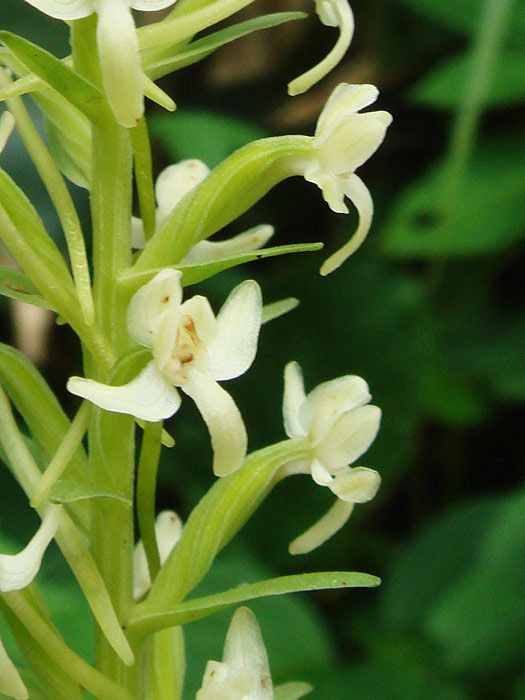 オオヤマサギソウ - 野山に自然に咲く花のページ
