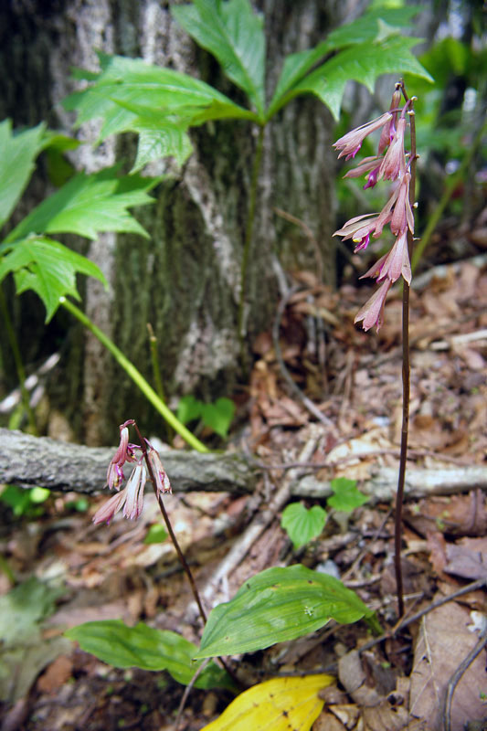 サイハイラン 野山に自然に咲く花のページ
