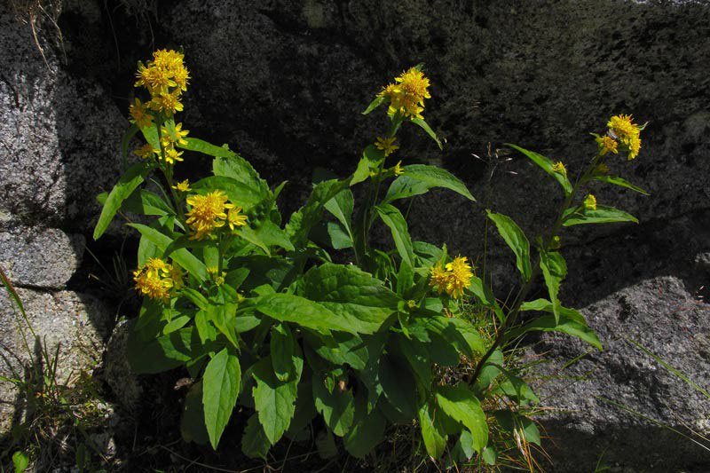 ミヤマアキノキリンソウ 野山に自然に咲く花のページ