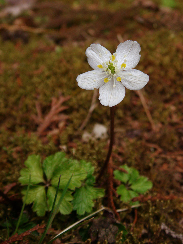 バイカオウレン - 野山に自然に咲く花のページ