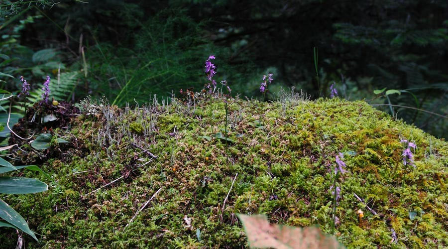 シラヒゲソウ、ミヤマモジズリ シラヒゲソウ、ミヤマモジズリ