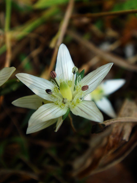 センブリ - 野山に自然に咲く花のページ