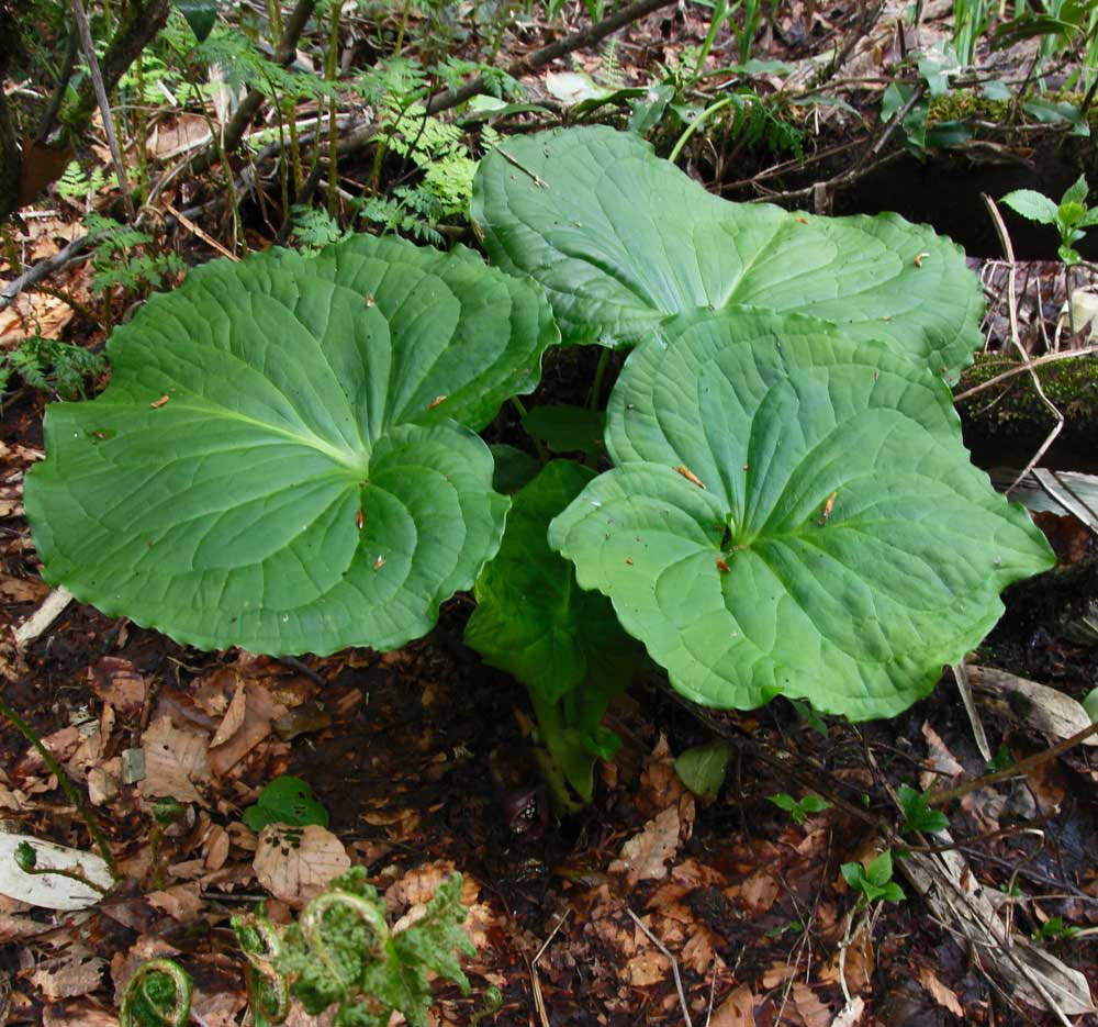 ナベクラザゼンソウ 野山に自然に咲く花のページ ナベクラザゼンソウ 野山に自然に咲く花のページ