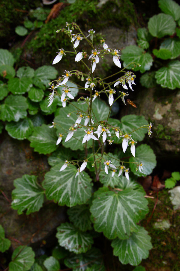ユキノシタ 野山に自然に咲く花のページ