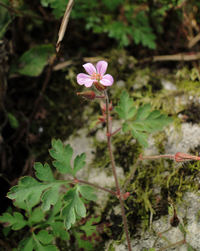 ヒメフウロ 野山に自然に咲く花のページ