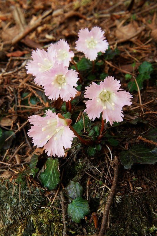 直接引取】未使用展示品LIXIL(INAX) サティス S壁排水15㎝