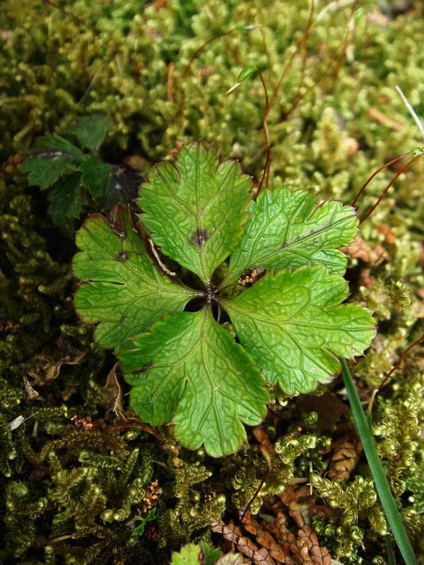 バイカオウレン - 野山に自然に咲く花のページ