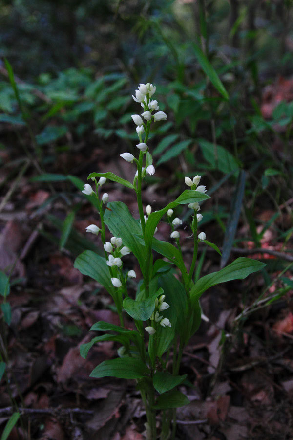 ギンラン 野山に自然に咲く花のページ