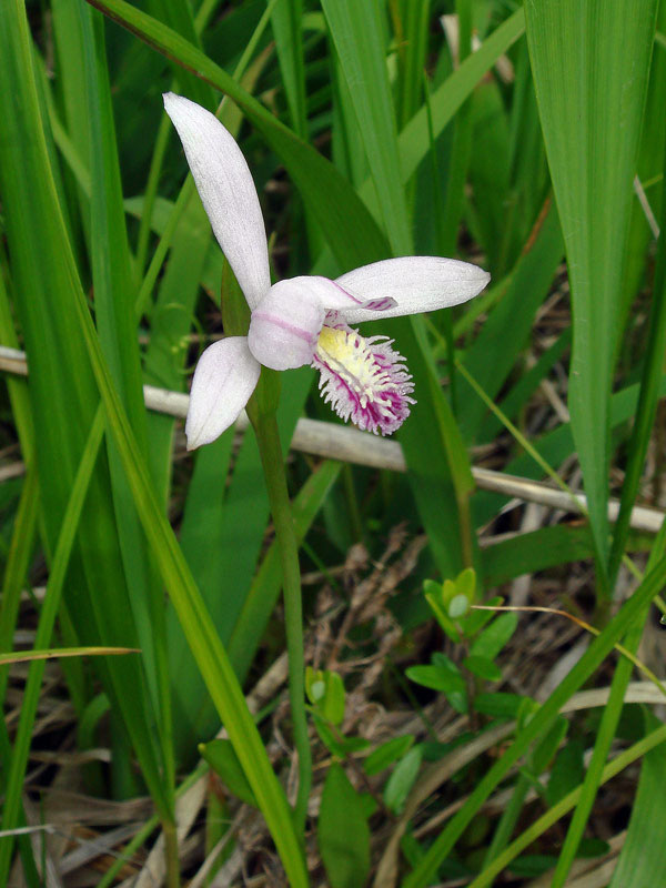 トキソウ - 野山に自然に咲く花のページ