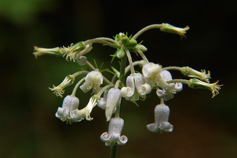 クサボタン 開花中！【参考出品】 草牡丹 桃花 (クサボタン モモバナ)