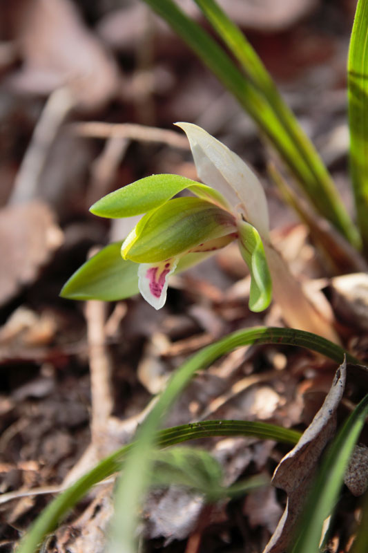 シュンラン - 野山に自然に咲く花のページ