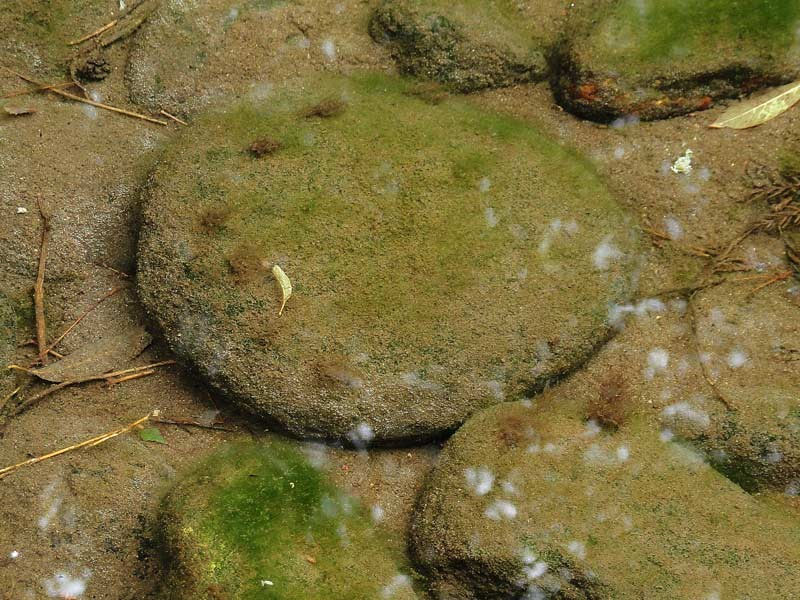 3 足利のニホンカワモズク 野山に自然に咲く花のページ 3 足利のニホンカワモズク 野山に自然に咲く花のページ