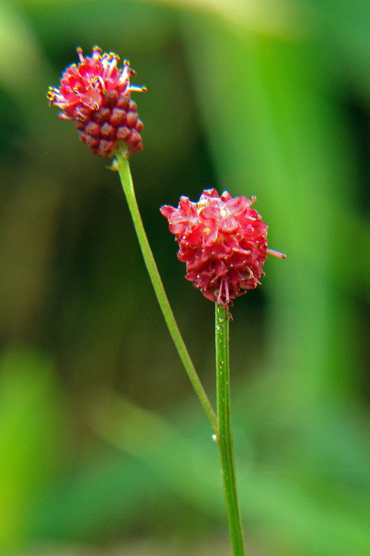 ワレモコウ - 野山に自然に咲く花のページ