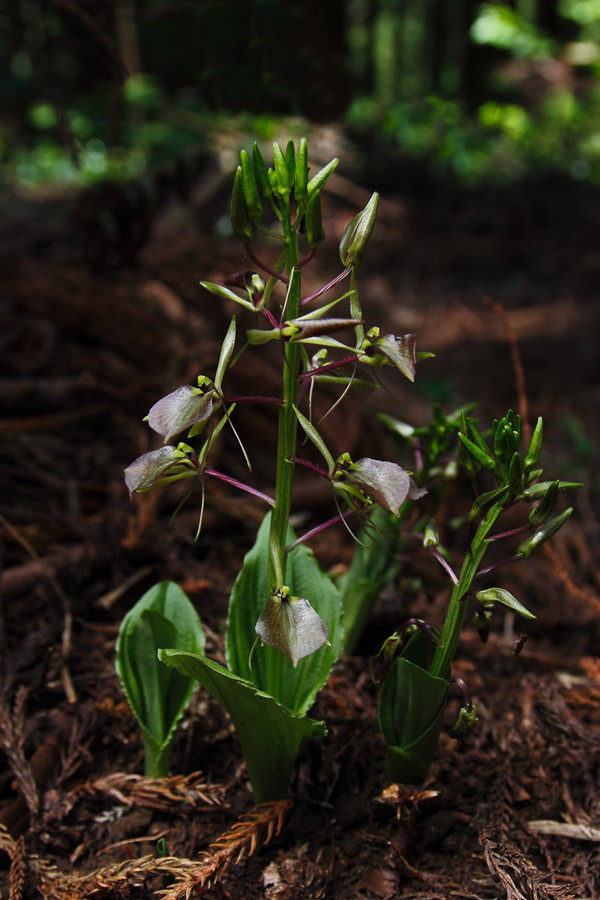 スズムシソウ - 野山に自然に咲く花のページ スズムシソウ - 野山に自然に咲く花のページ