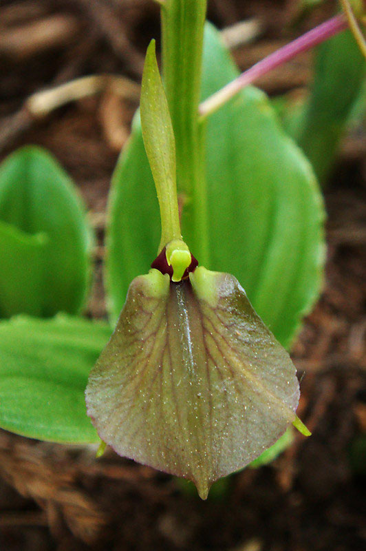 スズムシソウ - 野山に自然に咲く花のページ