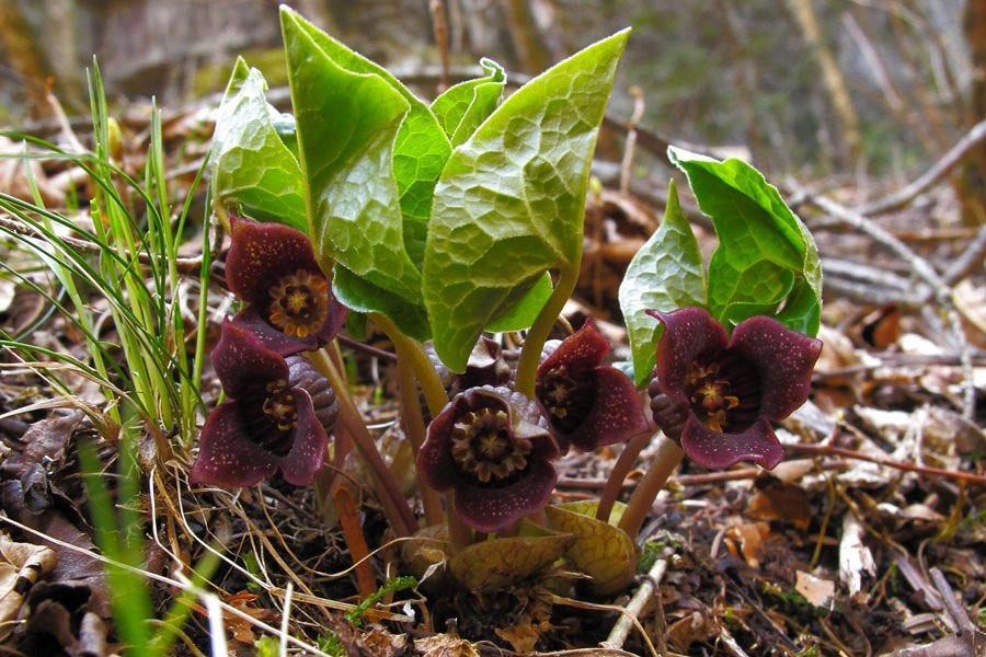 ウスバサイシン - 野山に自然に咲く花のページ