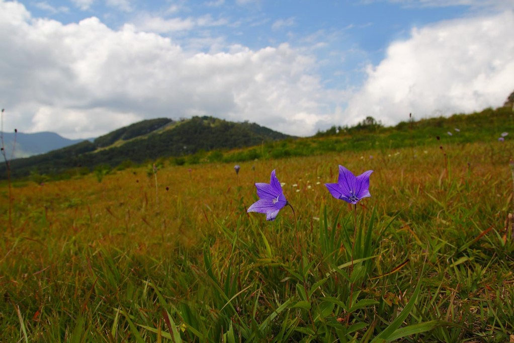 桔梗ページ キキョウ - 野山に自然に咲く花のページ