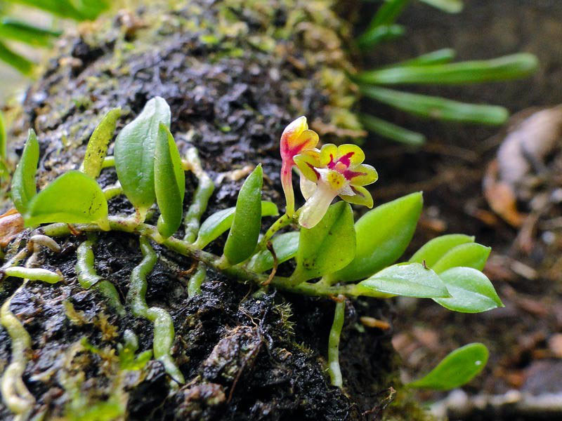 モミラン - 野山に自然に咲く花のページ