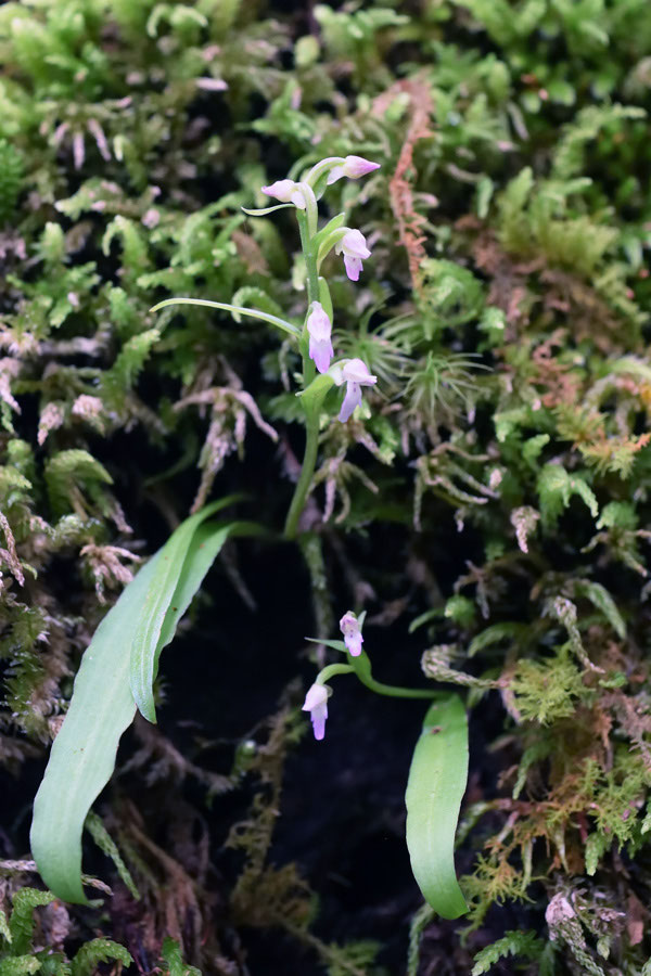 フジチドリ - 野山に自然に咲く花のページ