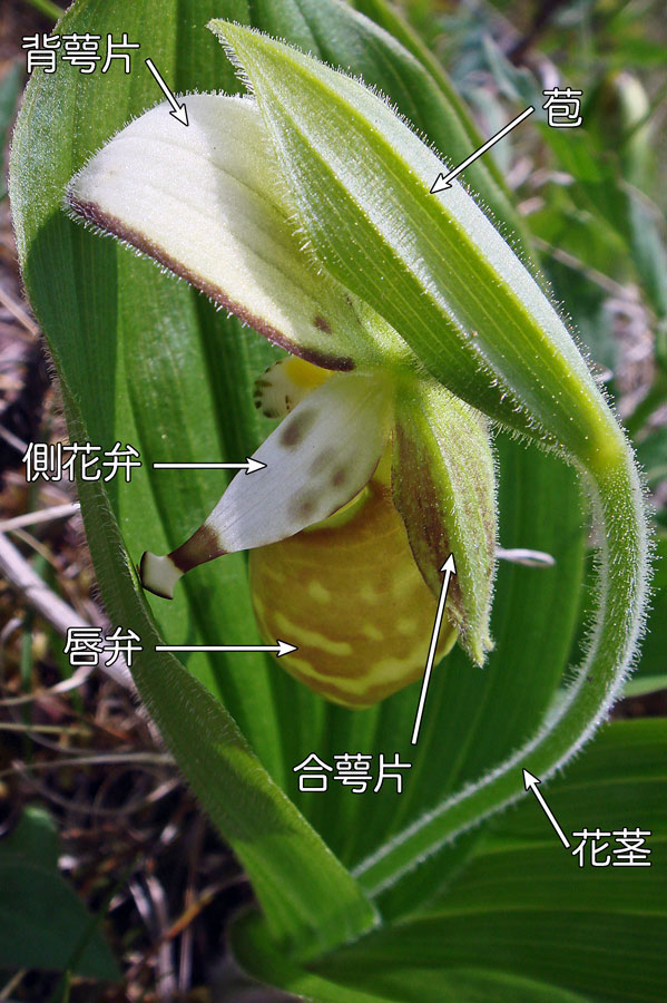 山野草 キバナノアツモリソウ 発泡箱植え 2023年5月 フラワー 山野草 キバナノアツモリソウ 発泡箱植え 2023年5月 フラワー